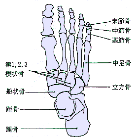 足の骨参考図：足のセルフマッサージ：Chua'Ka チュアカ 心と体を癒すセルフマッサージ：町の按摩さん.com