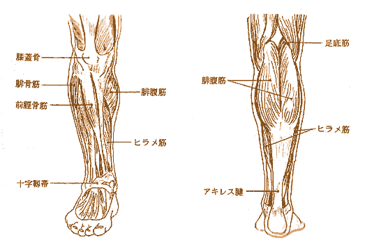 下肢の解剖図：下肢（すね、ふくらはぎ）のセルフマッサージ：Chua'Ka チュアカ 心と体を癒すセルフマッサージ：町の按摩さん.com