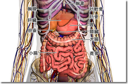 ：内臓の図：ZygoteBody（旧BodyBrowser）で作った画像や動画：人体解剖3Dサイト「ZygoteBody」とその使い方など（２）：ネット上の便利なツール、他：町の按摩さん.com