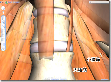 体幹部の深層筋：ZygoteBody（旧BodyBrowser）で作った画像や動画：人体解剖3Dサイト「ZygoteBody」とその使い方など（２）：ネット上の便利なツール、他：町の按摩さん.com