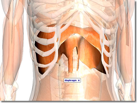 横隔膜の透視図：ZygoteBody（旧BodyBrowser）で作った画像や動画：人体解剖3Dサイト「ZygoteBody」とその使い方など（２）：ネット上の便利なツール、他：町の按摩さん.com