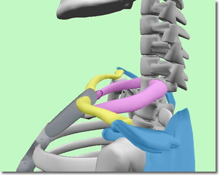 首肩のマッサージと第一肋骨：骨格3Dで確認図１：人体解剖3Dサイト「ZygoteBody」とその使い方など（４）：タイトル画像：町の按摩さん.com
