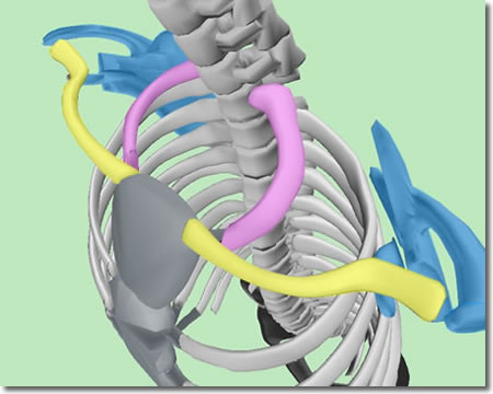 首肩のマッサージと第一肋骨：骨格3Dで確認図２：人体解剖3Dサイト「ZygoteBody」とその使い方など（４）：タイトル画像：町の按摩さん.com