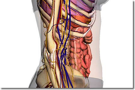 腹部マッサージの透視解剖図１：人体解剖3Dサイト「ZygoteBody」とその使い方など（４）：タイトル画像：町の按摩さん.com