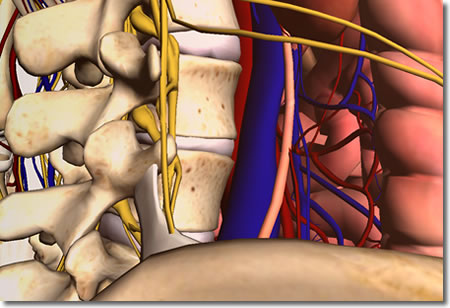 腹部マッサージの透視解剖図２：人体解剖3Dサイト「ZygoteBody」とその使い方など（４）：タイトル画像：町の按摩さん.com