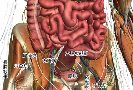 骨盤底（腹腔下部）の内臓および筋群図：人体解剖3Dサイト「ZygoteBody」とその使い方など（５）：タイトル画像：町の按摩さん.com