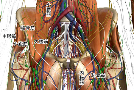 骨盤底（腹腔下部）の内臓および筋群図２：人体解剖3Dサイト「ZygoteBody」とその使い方など（５）：タイトル画像：町の按摩さん.com