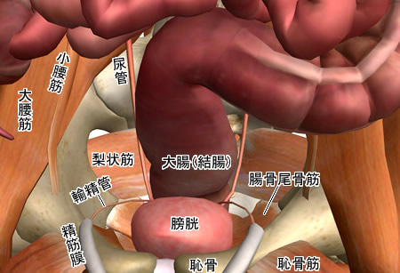 骨盤底（腹腔下部）の内臓および筋群図４：人体解剖3Dサイト「ZygoteBody」とその使い方など（５）：タイトル画像：町の按摩さん.com