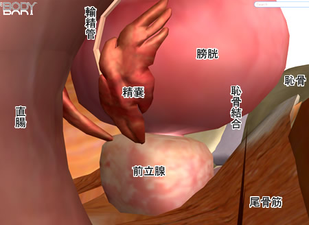 骨盤底（腹腔下部）の内臓および筋群図５：人体解剖3Dサイト「ZygoteBody」とその使い方など（５）：タイトル画像：町の按摩さん.com