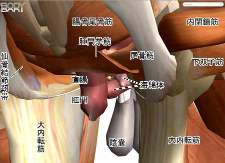 骨盤底（腹腔下部）の内臓および筋群図６：人体解剖3Dサイト「ZygoteBody」とその使い方など（５）：タイトル画像：町の按摩さん.com