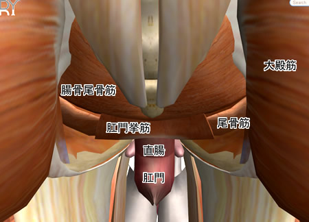 骨盤底（腹腔下部）の内臓および筋群図７：人体解剖3Dサイト「ZygoteBody」とその使い方など（５）：タイトル画像：町の按摩さん.com