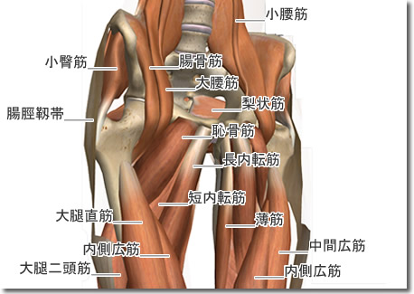 腰割と股関節周囲解剖図３：人体解剖3Dサイト「ZygoteBody」とその使い方など（６）：タイトル画像：町の按摩さん.com