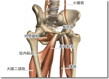 腰割と股関節周囲解剖図４：人体解剖3Dサイト「ZygoteBody」とその使い方など（６）：タイトル画像：町の按摩さん.com