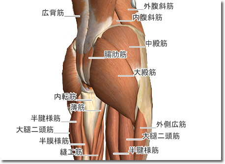 腰割と股関節周囲解剖図５：人体解剖3Dサイト「ZygoteBody」とその使い方など（６）：タイトル画像：町の按摩さん.com