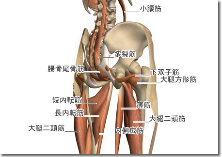 腰割と股関節周囲解剖図７：人体解剖3Dサイト「ZygoteBody」とその使い方など（６）：タイトル画像：町の按摩さん.com