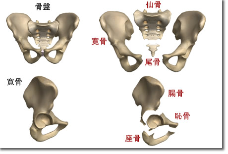 骨盤と股関節の骨格図２：人体解剖3Dサイト「ZygoteBody」とその使い方など（６）：タイトル画像：町の按摩さん.com