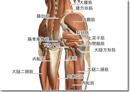 股関節周囲筋肉解剖図５：腰割りのススメ：相撲の基本稽古に学ぶ：Awakening the Body：町の按摩さん.com